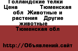 Голландские телки › Цена ­ 40-35 - Тюменская обл. Животные и растения » Другие животные   . Тюменская обл.